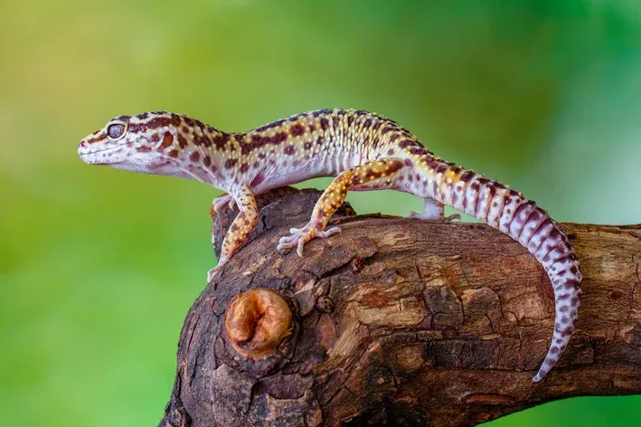 Imagem do Gecko Leopardo